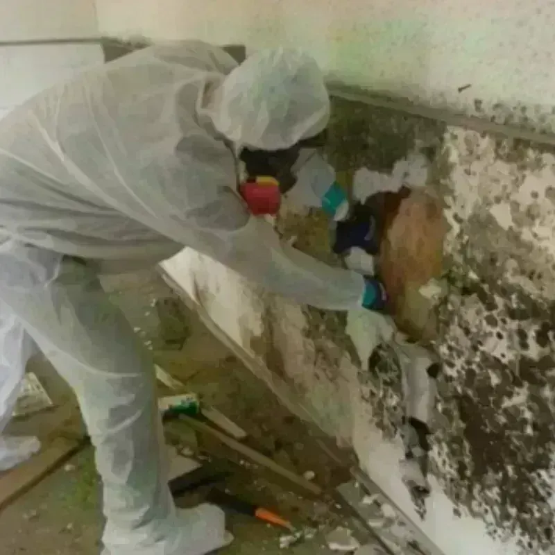 Mold Remediation and Removal in North Webster, IN